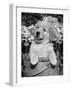 Golden Retriever Puppy in Bucket (Canis Familiaris) Illinois, USA-Lynn M. Stone-Framed Photographic Print