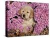 Golden Retriever Puppy in Chrysanthemums-Lynn M^ Stone-Stretched Canvas