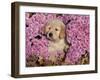Golden Retriever Puppy in Chrysanthemums-Lynn M^ Stone-Framed Photographic Print