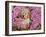 Golden Retriever Puppy in Chrysanthemums-Lynn M^ Stone-Framed Photographic Print