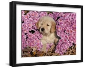 Golden Retriever Puppy in Chrysanthemums-Lynn M^ Stone-Framed Photographic Print