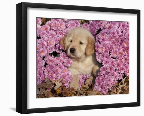 Golden Retriever Puppy in Chrysanthemums-Lynn M^ Stone-Framed Photographic Print