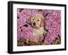 Golden Retriever Puppy in Chrysanthemums-Lynn M^ Stone-Framed Photographic Print