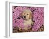 Golden Retriever Puppy in Chrysanthemums-Lynn M^ Stone-Framed Photographic Print