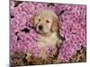 Golden Retriever Puppy in Chrysanthemums-Lynn M^ Stone-Mounted Photographic Print