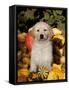 Golden Retriever Puppy in Gourds-Lynn M^ Stone-Framed Stretched Canvas