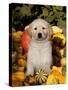 Golden Retriever Puppy in Gourds-Lynn M^ Stone-Stretched Canvas