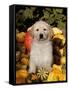 Golden Retriever Puppy in Gourds-Lynn M^ Stone-Framed Stretched Canvas