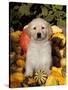 Golden Retriever Puppy in Gourds-Lynn M^ Stone-Stretched Canvas