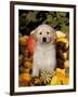 Golden Retriever Puppy in Gourds-Lynn M^ Stone-Framed Photographic Print