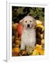 Golden Retriever Puppy in Gourds-Lynn M^ Stone-Framed Photographic Print