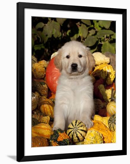 Golden Retriever Puppy in Gourds-Lynn M^ Stone-Framed Photographic Print