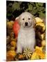 Golden Retriever Puppy in Gourds-Lynn M^ Stone-Mounted Photographic Print