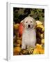 Golden Retriever Puppy in Gourds-Lynn M^ Stone-Framed Photographic Print