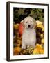 Golden Retriever Puppy in Gourds-Lynn M^ Stone-Framed Photographic Print