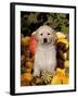 Golden Retriever Puppy in Gourds-Lynn M^ Stone-Framed Photographic Print