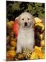 Golden Retriever Puppy in Gourds-Lynn M^ Stone-Mounted Photographic Print