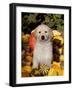 Golden Retriever Puppy in Gourds-Lynn M^ Stone-Framed Photographic Print