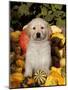 Golden Retriever Puppy in Gourds-Lynn M^ Stone-Mounted Photographic Print