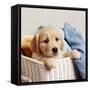 Golden Retriever Puppy in Laundry Basket-null-Framed Stretched Canvas