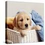 Golden Retriever Puppy in Laundry Basket-null-Stretched Canvas