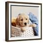 Golden Retriever Puppy in Laundry Basket-null-Framed Photographic Print