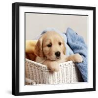 Golden Retriever Puppy in Laundry Basket-null-Framed Photographic Print