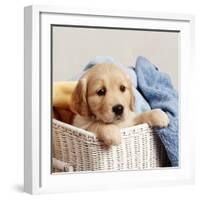 Golden Retriever Puppy in Laundry Basket-null-Framed Photographic Print