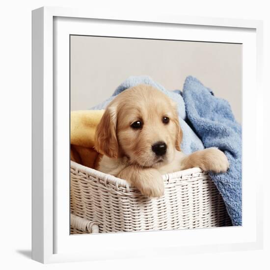 Golden Retriever Puppy in Laundry Basket-null-Framed Photographic Print