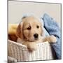Golden Retriever Puppy in Laundry Basket-null-Mounted Photographic Print