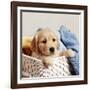 Golden Retriever Puppy in Laundry Basket-null-Framed Photographic Print