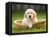 Golden Retriever Puppy in Pet Bed-Jim Craigmyle-Framed Stretched Canvas