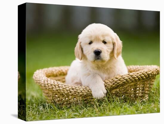 Golden Retriever Puppy in Pet Bed-Jim Craigmyle-Stretched Canvas