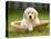 Golden Retriever Puppy in Pet Bed-Jim Craigmyle-Stretched Canvas