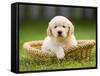 Golden Retriever Puppy in Pet Bed-Jim Craigmyle-Framed Stretched Canvas