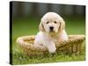 Golden Retriever Puppy in Pet Bed-Jim Craigmyle-Stretched Canvas