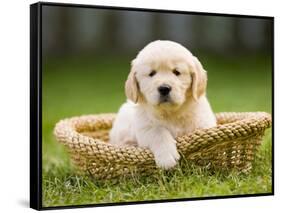 Golden Retriever Puppy in Pet Bed-Jim Craigmyle-Framed Stretched Canvas