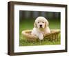 Golden Retriever Puppy in Pet Bed-Jim Craigmyle-Framed Photographic Print