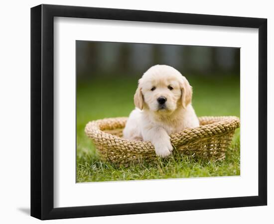 Golden Retriever Puppy in Pet Bed-Jim Craigmyle-Framed Photographic Print