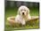 Golden Retriever Puppy in Pet Bed-Jim Craigmyle-Mounted Photographic Print