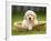 Golden Retriever Puppy in Pet Bed-Jim Craigmyle-Framed Photographic Print