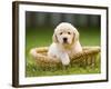 Golden Retriever Puppy in Pet Bed-Jim Craigmyle-Framed Photographic Print