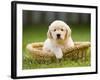 Golden Retriever Puppy in Pet Bed-Jim Craigmyle-Framed Photographic Print