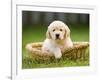 Golden Retriever Puppy in Pet Bed-Jim Craigmyle-Framed Photographic Print