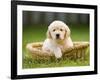 Golden Retriever Puppy in Pet Bed-Jim Craigmyle-Framed Photographic Print