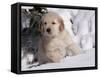 Golden Retriever Puppy in Snow-Lynn M^ Stone-Framed Stretched Canvas