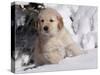 Golden Retriever Puppy in Snow-Lynn M^ Stone-Stretched Canvas
