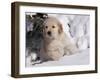 Golden Retriever Puppy in Snow-Lynn M^ Stone-Framed Photographic Print