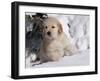 Golden Retriever Puppy in Snow-Lynn M^ Stone-Framed Photographic Print