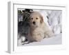 Golden Retriever Puppy in Snow-Lynn M^ Stone-Framed Photographic Print